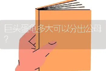 巨头蛋龟多大可以分出公母？