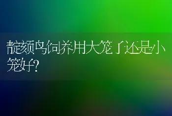 靛颏鸟饲养用大笼子还是小笼好？