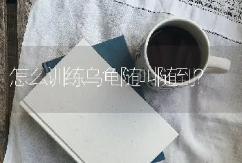 怎么训练乌龟随叫随到？