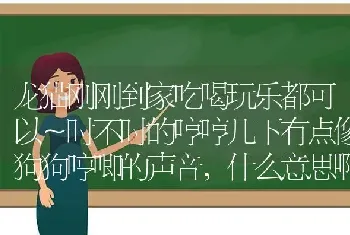 龙猫刚刚到家吃喝玩乐都可以～时不时的哼哼几下有点像狗狗哼唧的声音，什么意思啊？