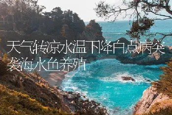 天气转凉水温下降白点病突袭海水鱼养殖