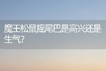 魔王松鼠摇尾巴是高兴还是生气？