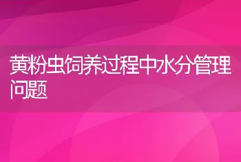 黄粉虫饲养过程中水分管理问题