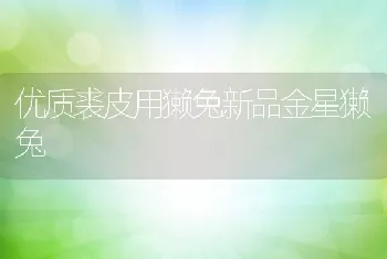 优质裘皮用獭兔新品金星獭兔