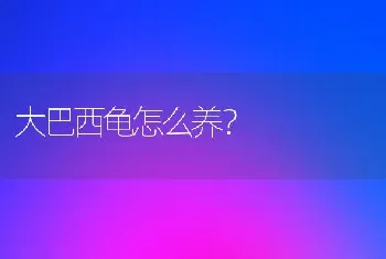 大巴西龟怎么养？