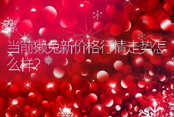 当前獭兔新价格行情走势怎么样？