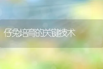 仔兔培育的关键技术