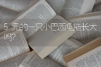 5元的一只小巴西龟能长大吗？