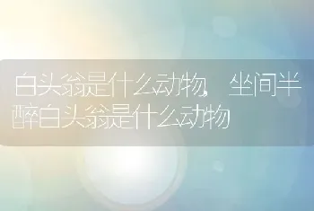 白头翁是什么动物，坐间半醉白头翁是什么动物