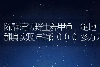 陈静涛仿野生养甲鱼 绝地翻身实现年销6000多万元