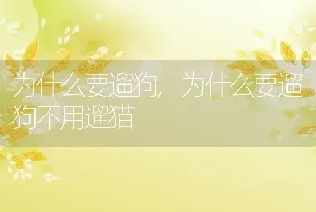 为什么要遛狗，为什么要遛狗不用遛猫