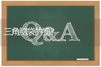 秋田犬凶吗，或者说是攻击性强吗？