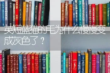 英短蓝猫的毛为什么慢慢变成灰色了？