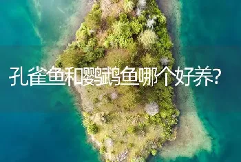 潜水艇鱼用淡水能养多久？