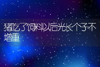 猪吃了饲料以后光长个子不增重