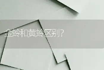 金蛉和黄蛉区别？