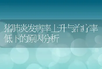 猪肺炎发病率上升与治疗率低下的原因分析