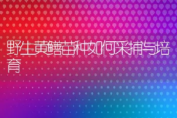 野生黄鳝苗种如何采捕与培育