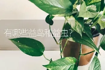 有哪些益鸟和益虫？