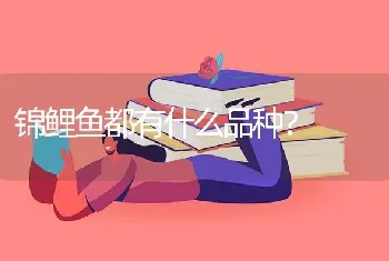 锦鲤鱼都有什么品种？