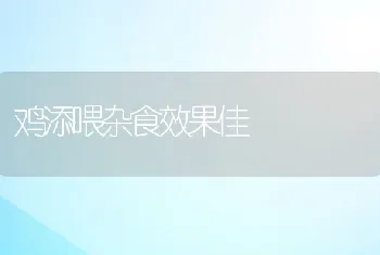 鸡添喂杂食效果佳