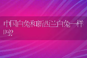 中国白兔和新西兰白兔一样吗？