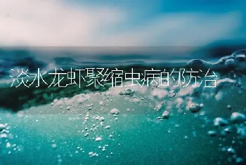 湘云鲫鱼养殖技术