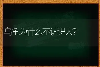 2个月的比熊容易养吗？