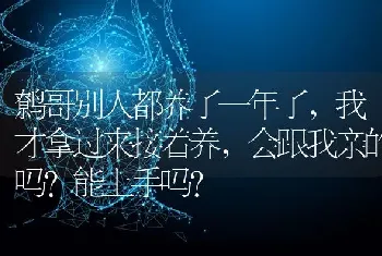 鹩哥别人都养了一年了，我才拿过来接着养，会跟我亲的吗？能上手吗？