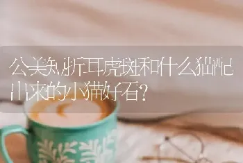 公美短折耳虎斑和什么猫配出来的小猫好看？