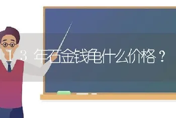 13年石金钱龟什么价格？