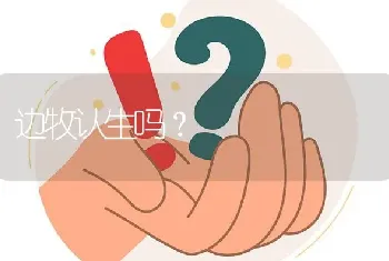 边牧认生吗？