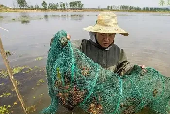 小龙虾五月瘟防治七方案，以防为主复盘经验分享