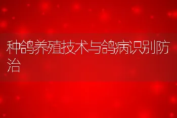 种鸽养殖技术与鸽病识别防治