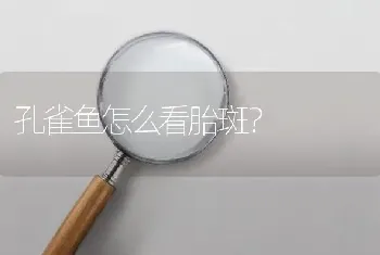 孔雀鱼怎么看胎斑？