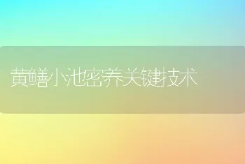 黄鳝小池密养关键技术