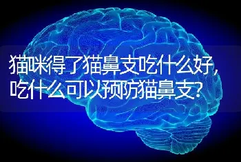 猫咪得了猫鼻支吃什么好，吃什么可以预防猫鼻支？