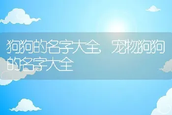 狗狗的名字大全，宠物狗狗的名字大全