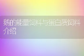 鹅的能量饲料与蛋白质饲料介绍