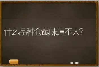 什么品种仓鼠味道不大？