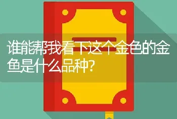 谁能帮我看下这个金色的金鱼是什么品种？