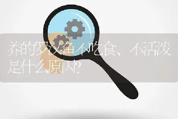 养的罗汉鱼不吃食、不活泼是什么原因？