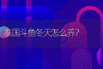 泰国斗鱼冬天怎么养？