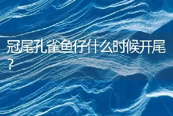 冠尾孔雀鱼仔什么时候开尾？