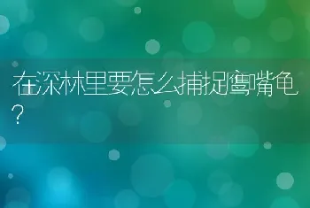 在深林里要怎么捕捉鹰嘴龟？