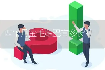 四个月金毛尾巴有多长？