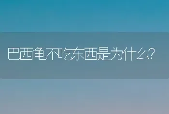 巴西龟不吃东西是为什么？