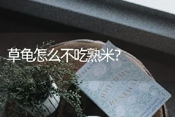 草龟怎么不吃熟米？