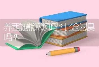 养西施熊麻烦吗？比仓鼠臭吗？