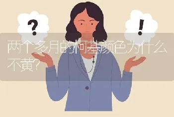 两个多月的柯基颜色为什么不黄？